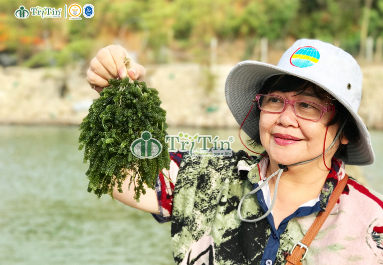 Rong nho biển - Caulerpa lentillifera